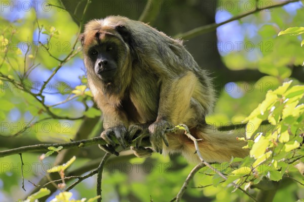 Black howler (Alouatta caraya), adult, female, on tree, alert, South America