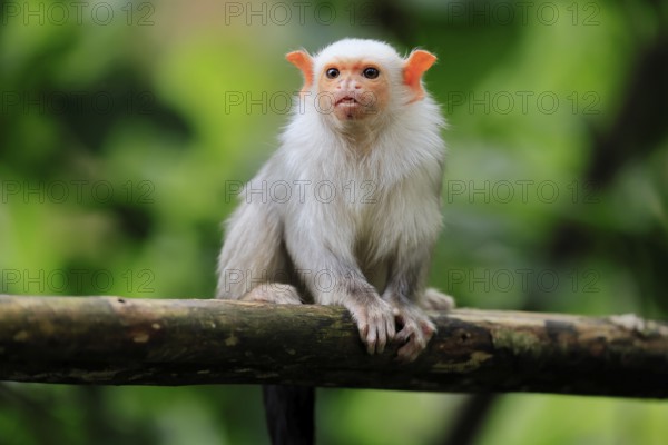 Silver marmoset (Mico argentatus, Syn.: Callithrix argentata), silver marmoset, adult, sitting on