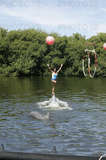 Dolphin, Bottlenose dolphin (Tursiops truncatus), performing tricks, Cuba, Caribbean, Central