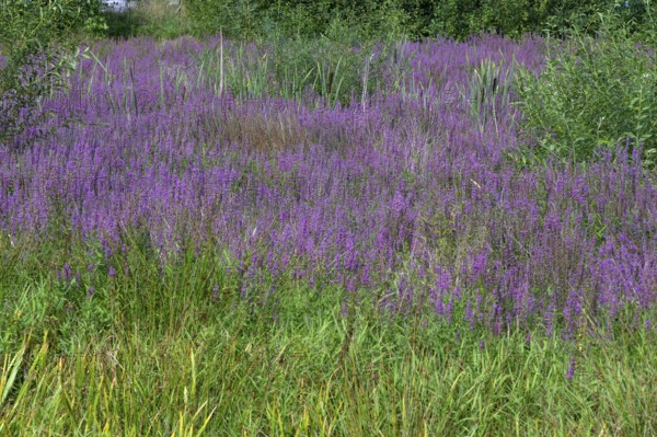 Purple loosestrife (Lythrum salicaria) in a dry carp pond, Eckental, Middle Franconia, Bavaria,
