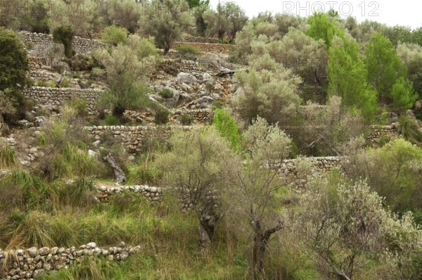 Stone walls in an olive grove, Majorca, Balearic Islands, Spain