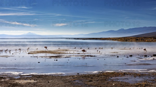 Birds looking for food in a calm lake with mountains in the background, The thermal springs of
