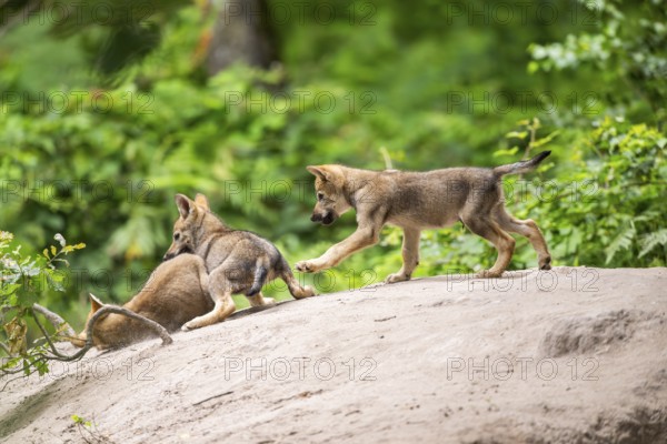 Eurasian wolf (Canis lupus lupus) cubs (youngster) on a little sand hill in the forest, Hesse,