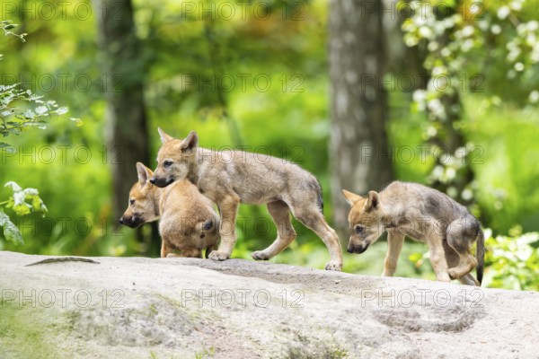 Eurasian wolf (Canis lupus lupus) cubs (youngster) on a little sand hill in the forest, Hesse,