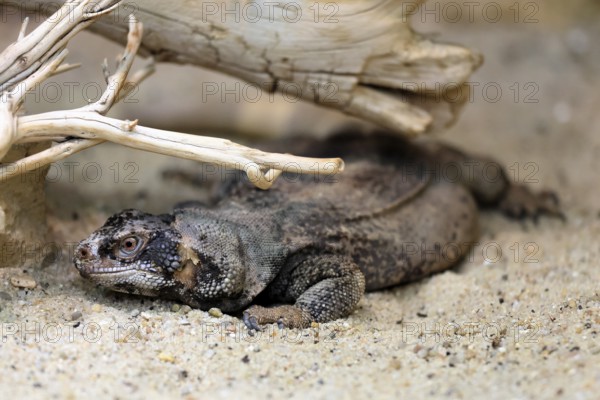 Chuckwalla (Common Chuckwalla ater), adult, on the ground, foraging, Southwest USA, North America,