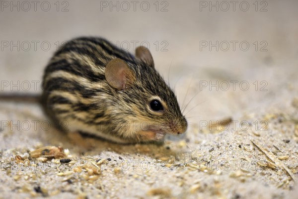 Typical striped grass mouse (Lemniscomys striatus), adult, on ground, alert, foraging, East Africa,
