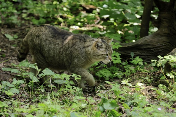 European wildcat (Felis silvestris), adult, stalking, in the forest, foraging, alert, Hesse,