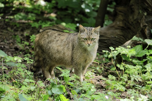 European wildcat (Felis silvestris), adult, in the forest, foraging, vigilant, Hesse, Germany,