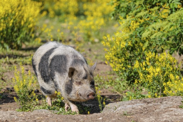 A Kunekune pig (sus scrofa domesticus), a domestic breed from New Zealand walks walks through a