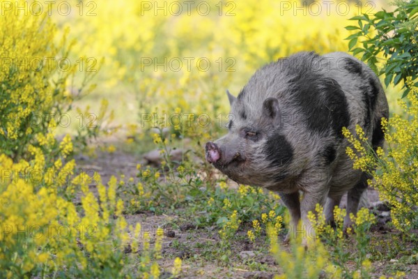 A Kunekune pig (sus scrofa domesticus), a domestic breed from New Zealand walks walks through a