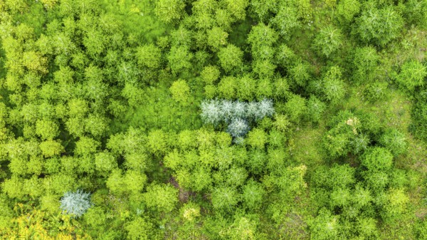 Christmas tree plantation in summer. Christmas trees grow in a coniferous forest for the coming
