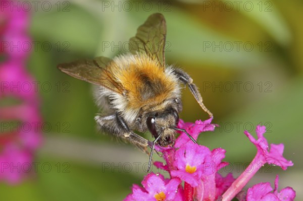 Field bumblebee (Bombus pascuorum), sucking nectar on summer lilac (Buddleja davidii), butterfly