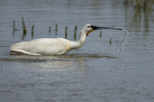 Eurasian spoonbill (Platalea leucorodia) adult bird feeding in a shallow lagoon, England, United