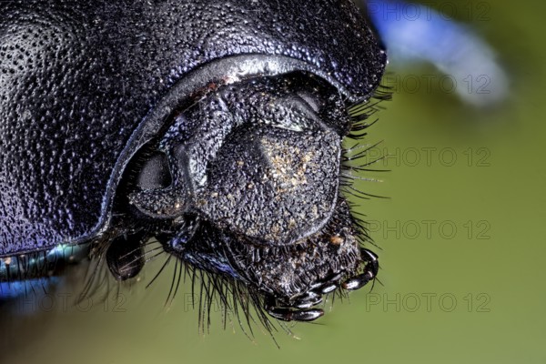 Macro photograph of a shiny beetle with detailed texture and blue colour tones, The forest dung