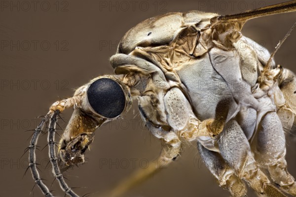 Macro view of an insect with focus on eyes and structure, a close-up of a meadow snake or marsh