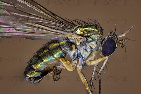Macro shot of an insect with detailed wings in iridescent colours on a brown background, A close-up