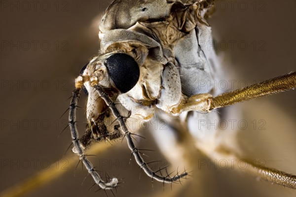 Close-up of an insect with detailed representation of the texture, A close-up of a meadow snake or