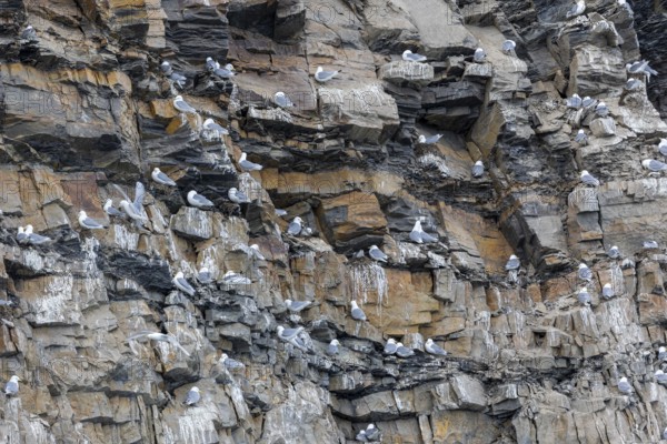 Group of kittiwakes (Rissa tridactyla) in a field wall, nesting sites, Mushamna, Spitsbergen,