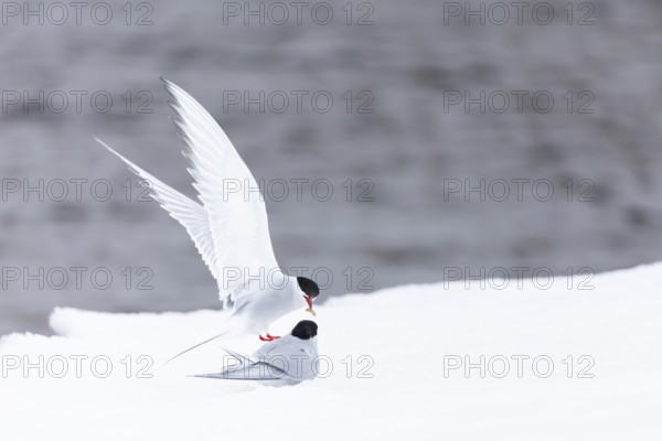 Arctic Arctic Tern (Sterna paradisaea), pair feeding, bridal gift, snow, Terns (Sterninae),