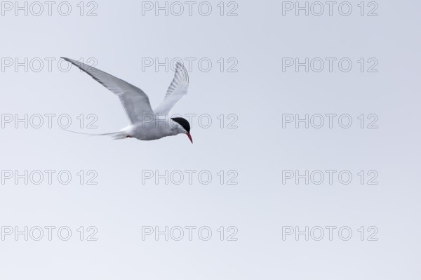Arctic Arctic Tern (Sterna paradisaea) in a shaking flight to catch fish, Terns (Sterninae),