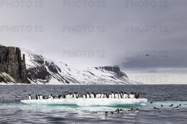 Thick-billed guillemot (Uria lomvia) on an ice floe, sea, water, alcids (Alcidae), Alkefjellet,
