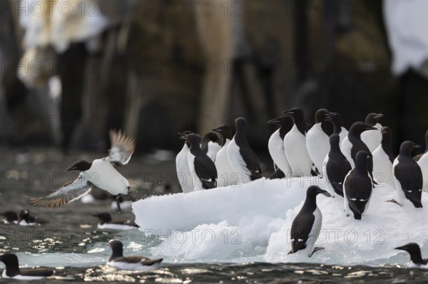 Thick-billed guillemot (Uria lomvia) on an ice floe, alcids (Alcidae), Alkefjellet, Spitsbergen,