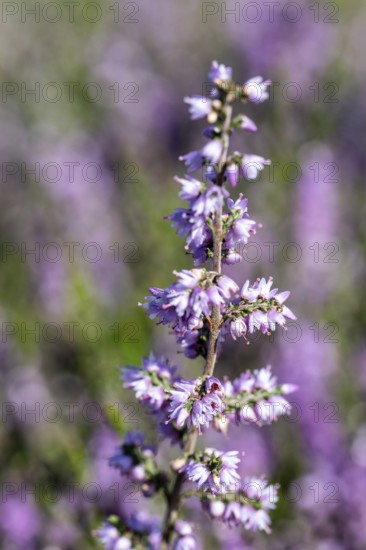 Heather (Calluna vulgaris), Emsland, Lower Saxony, Germany