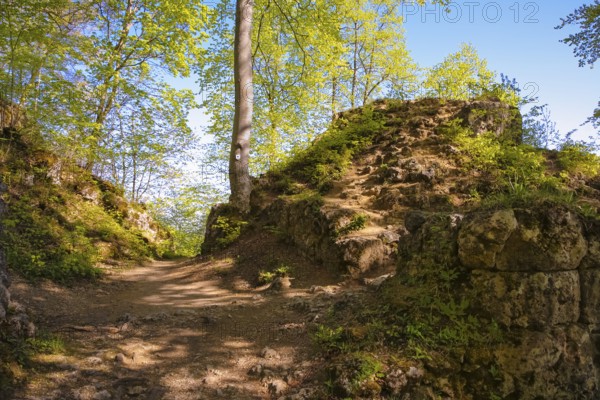 Ruin of Alter Lichtenstein near Lichtenstein Castle, eaves of the Swabian Alb, trees, deciduous