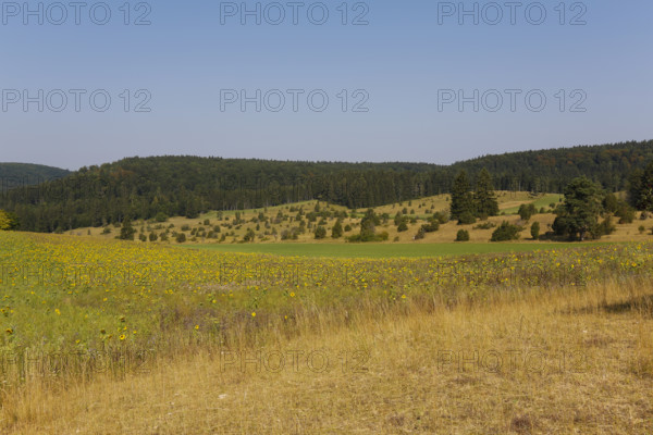 Landscape, nature, trees, meadow, juniper heath, Digelfeld near Hayingen, Swabian Alb,