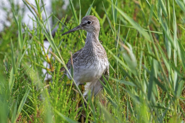 Injured common redshank (Tringa totanus) juvenile with broken wing hiding in glasswort vegetation