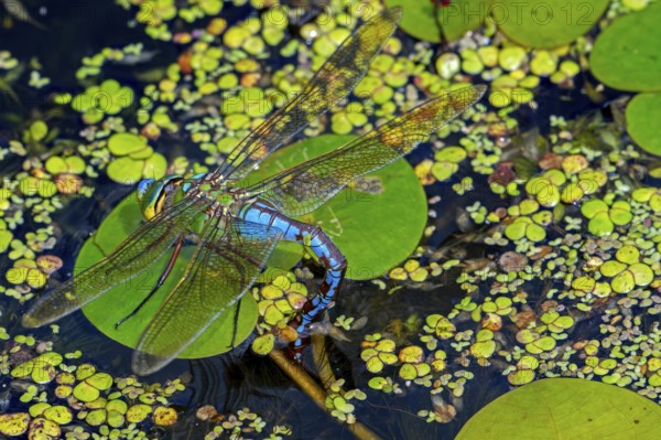 Emperor dragonfly, blue emperor (Anax imperator, Anax formosa) female with blue abdomen laying eggs