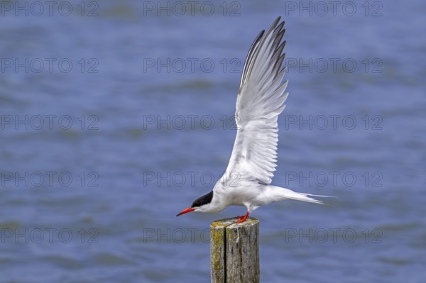 Common tern (Sterna hirundo) adult in breeding plumage perched on wooden pole and stretching wings