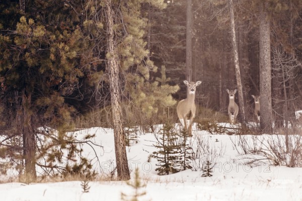 Wildlife on a winter road trip on the Icefields Parkway with lots of snow and ice, Banff National