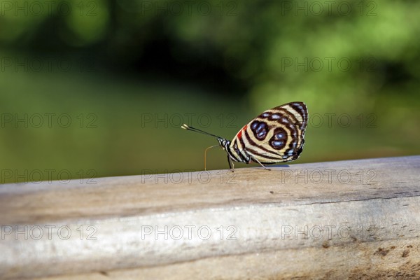 A colourful butterfly sits on a wooden beam with a blurred green background, A Godart's number wing