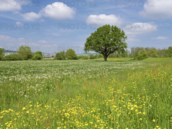English oak (Quercus robur), leaf budding in front of a blue cloudy sky, Freiamt, Canton Aargau,