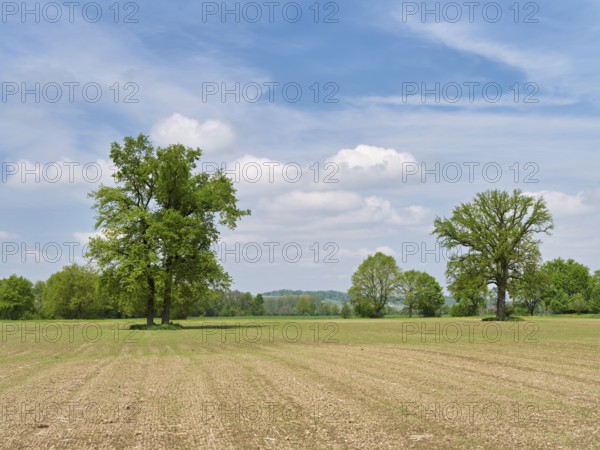 A group of English oaks (Quercus robur), standing in a field during leaf emergence, Siebeneichen