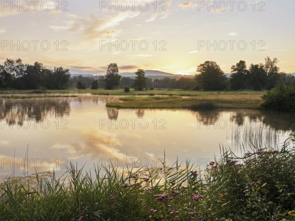 Morning atmosphere at a pond in the Schoren nature reserve, Mühlau, Freiamt, Canton Aargau,