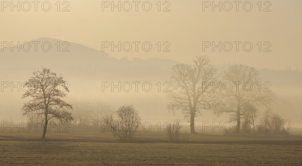 Meadows and trees in the early morning mist in the light of the rising sun, Reusstal, Aristau,