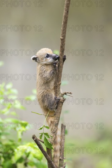 South American coati (Nasua nasua) youngster klimbing a little tree, captive, Zoo Augsburg