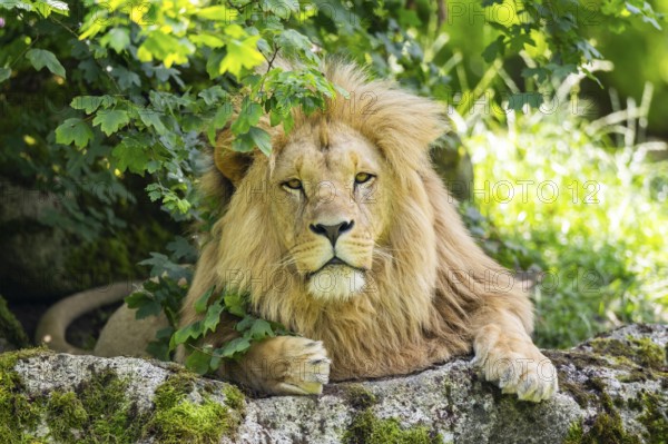 Southern African lion (Panthera leo melanochaita) male, lying on a rock, captive, Zoo Augsburg,