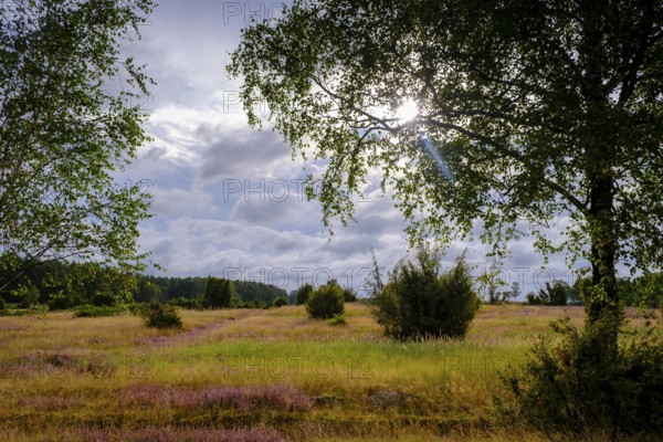 Ellerndorfer Heide, broom heather blossom, Südheide, Lüneburg Heath, near Eimke, Lower Saxony,