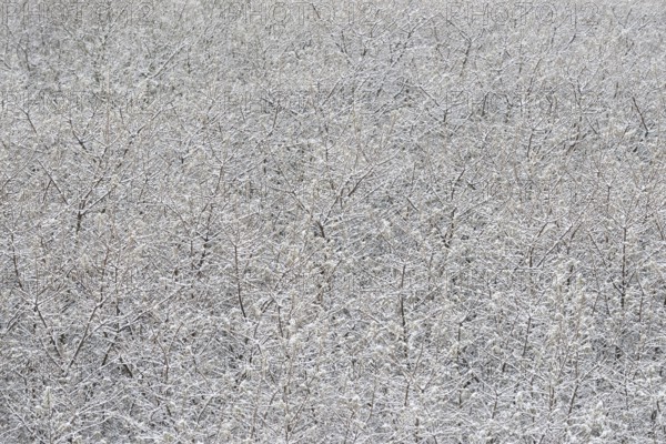 Winter day, onset of winter, snow lies on the bushes in the dune landscape of Norddeich, North Sea,