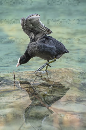 Eurasian Coot at the Hintersee near Ramsau in Berchtesgadener Land washing and a reflection in the