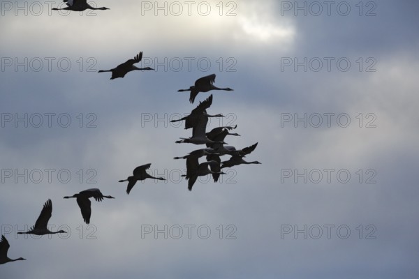 Cranes flying, grey crane (Grus grus), bird migration, silhouettes in the evening sky, Rehdener