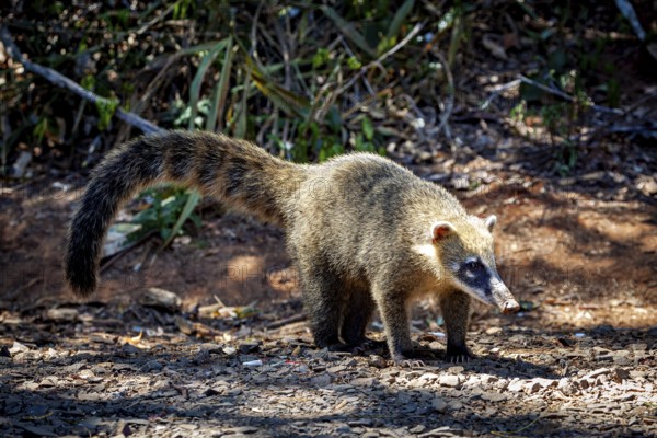 An animal with a long snout explores the ground in a forested area, A South American coati in the