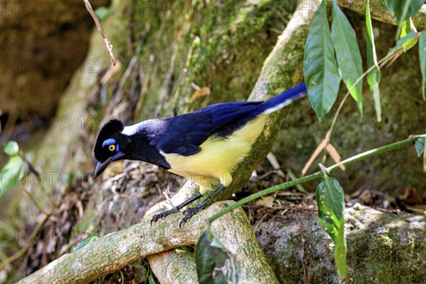 A bird with a yellow breast and blue plumage leans forward in a shady forest area, A blue-capped