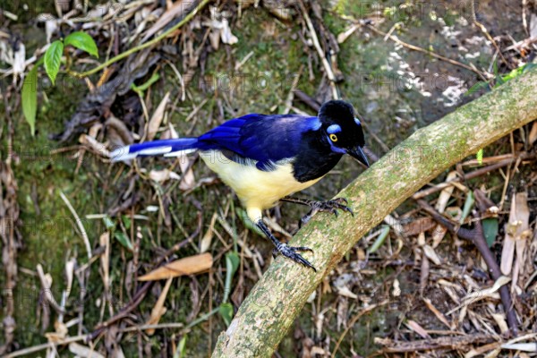 A bird with blue plumage and yellow breast balances on a low branch in the forest, A blue-capped