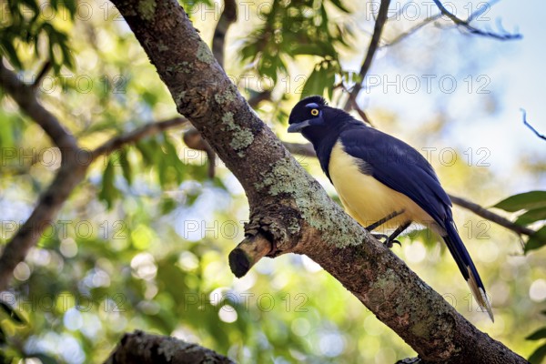 A bird with blue plumage and yellow breast sits on a branch surrounded by green leaves, A
