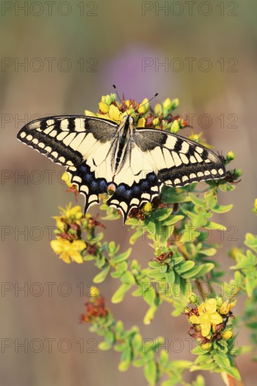 Swallowtail (Papilio machaon), North Rhine-Westphalia, Germany