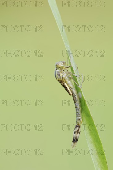Willow Emerald Damselfly (Chalcolestes viridis) hatching, hatching, larva, dragonfly larva, North